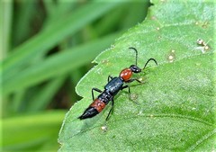 Paederus cruenticollis