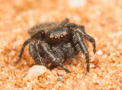 Nigorella hirsuta