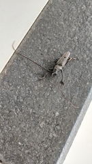 Pelargoderus bipunctatus