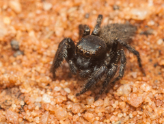 Nigorella hirsuta