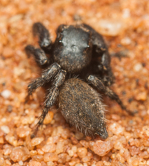 Nigorella hirsuta