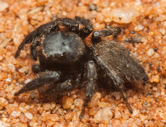 Nigorella hirsuta