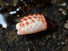 Paraxanthias taylori