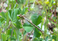 Phanogomphus oklahomensis
