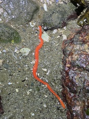 Tubulanus