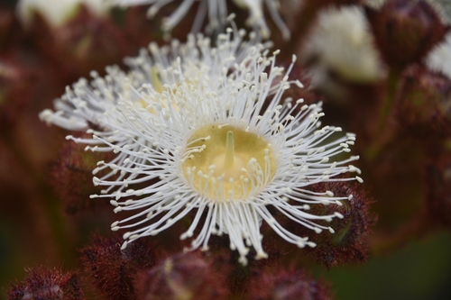 Angophora hispida, photographed by an iNaturalist contributor
