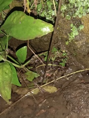 Fejervarya limnocharis