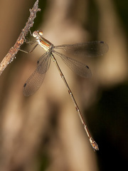 Lestes tenuatus