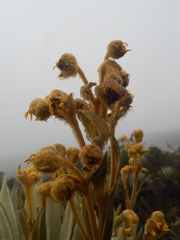 Espeletia grandiflora