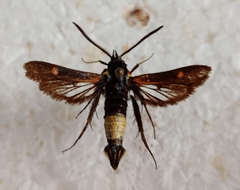 Bembecia stiziformis