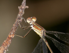 Lestes tenuatus