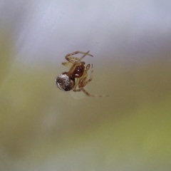 Simitidion simile