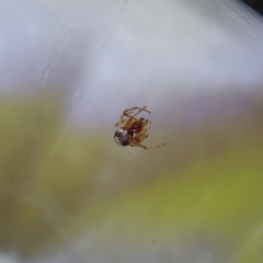 Simitidion simile