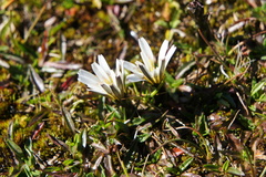 Hypochaeris taraxacoides