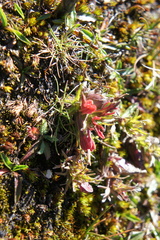 Castilleja pumila