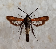 Bembecia stiziformis