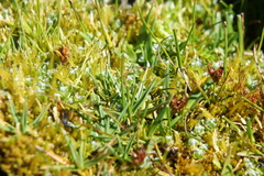 Zameioscirpus