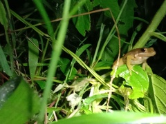 Chalcorana chalconota