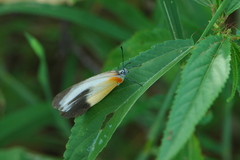 Mylothris chloris chloris