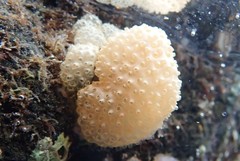 Polycitoridae