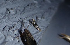 Pyroderces deamatella