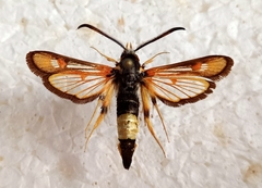 Bembecia stiziformis