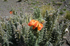 Caiophora chuquitensis