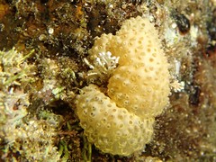 Polycitoridae