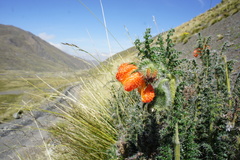 Caiophora chuquitensis