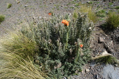 Caiophora chuquitensis