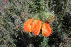 Caiophora chuquitensis