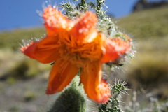 Caiophora chuquitensis