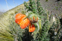 Caiophora chuquitensis