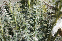 Caiophora chuquitensis