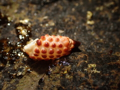 Paraxanthias taylori