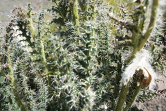 Caiophora chuquitensis