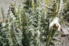 Caiophora chuquitensis