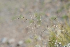 Triniochloa stipoides