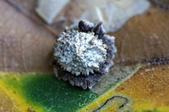 Andricus truncicolus