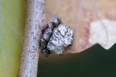 Andricus truncicolus