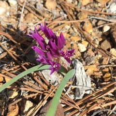 Allium falcifolium
