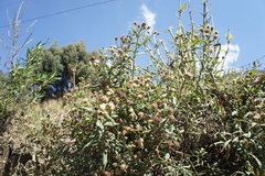 Baccharis racemosa