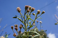 Baccharis racemosa
