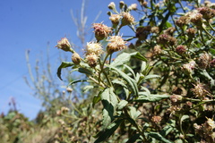 Baccharis racemosa