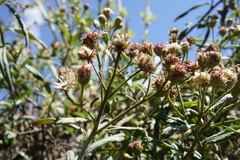 Baccharis racemosa