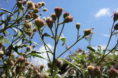 Baccharis racemosa