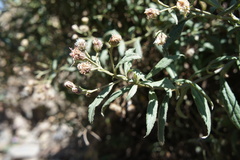Baccharis racemosa