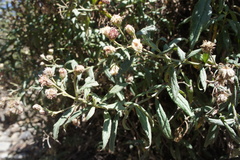 Baccharis racemosa