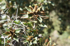 Dasyphyllum ferox