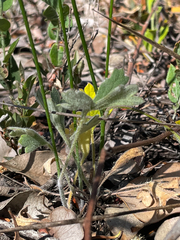 Xanthosia